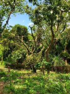 Roatan condo for sale