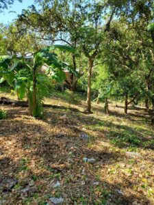 Roatan condo for sale